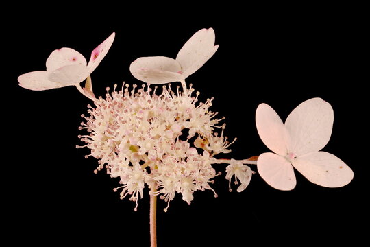 Panicled Hydrangea (Hydrangea paniculata). Inflorescence Detail Closeup