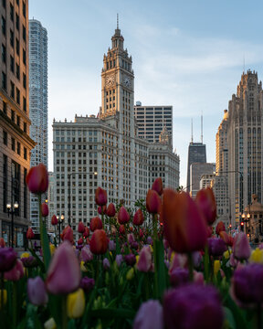 Aerial view of the Wrigley Building clock tower rising above a vibrant foreground of blooming tulips in Chicago, Illinois, United States.