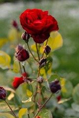Obraz premium Blooming red roses glowing in warm sunset light. Close-up of vibrant garden flowers with soft bokeh, rich petals and romantic atmosphere. Natural floral background, summer bloom and botanical beauty.