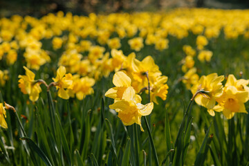 Obraz premium Blooming yellow daffodils covering spring meadow in bright natural light. Vibrant field of fresh flowers celebrating arrival of spring, seasonal renewal, botanical beauty colorful nature background.