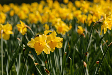 Obraz premium Blooming yellow daffodils covering spring meadow in bright natural light. Vibrant field of fresh flowers celebrating arrival of spring, seasonal renewal, botanical beauty colorful nature background.