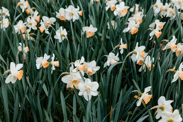 Obraz premium Blooming white daffodils with soft orange centers growing in spring garden. Delicate flowers surrounded by lush green leaves, celebrating seasonal renewal, botanical beauty fresh natural landscape.