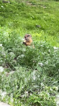 A gopher eats in a standing position among green grass. Vertical 4K footage