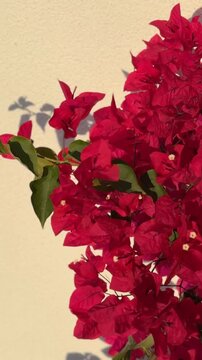 Bougainvillea plant with vibrant red flowers against a pale wall, casting soft shadows