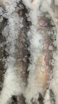 Fresh fish covered with crushed ice for sale at a seafood market