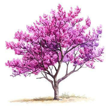watercolor vector of Redbud Tree isolated on a white background.