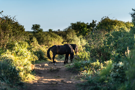 Wild Horse in Giara di Gesturi, Sardinia