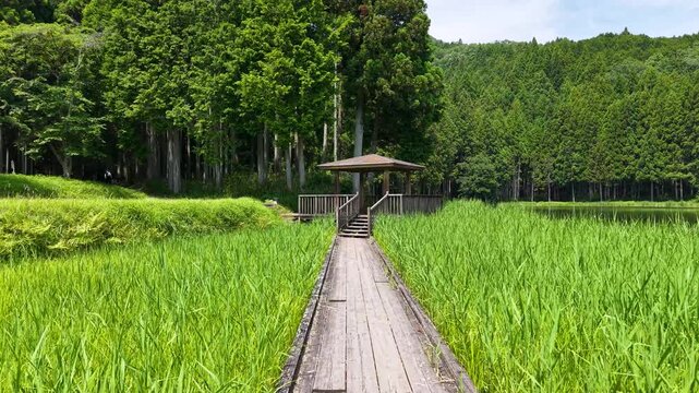 深い森と池のほとりに佇むのどかな木製の展望デッキ