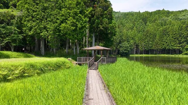 初夏の新緑に囲まれた美しい木道と休憩所の景色