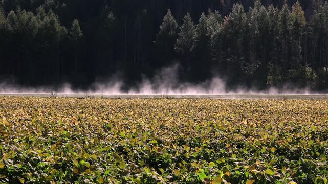 豆畑(アズキ)と地霧