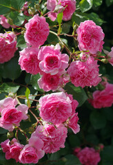 Fototapeta premium A close-up of a bright pink rose bush in the garden
