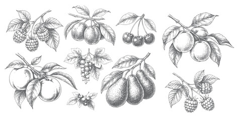 Hand drawn botanical fruit assortment with berry branches, grape bunches, pears, cherries, and plums in engraved line art. © Artverza