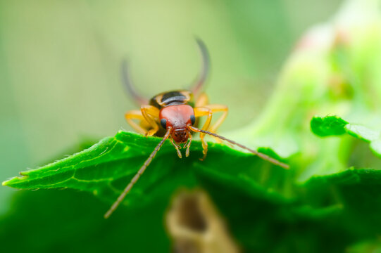 Close-up portrait of an earwig under a stinging nettle leaf | Dermaptera