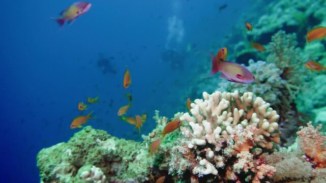 Colourful tropical coral reef. Soft and hard corals. Reef coral scene.