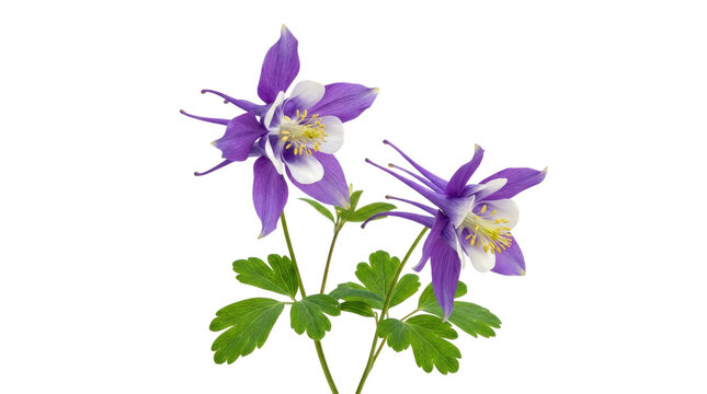 Vibrant purple aquilegia flowers with green foliage.