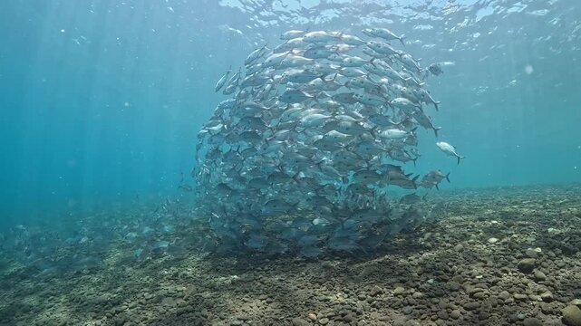 School of Bigeye Trevally (Caranx sexfasciatus), 4K UHD footage, Tulamben Bali Indonesia. Natural synchronized behavior in reef ecosystem, marine biodiversity, open water copy space