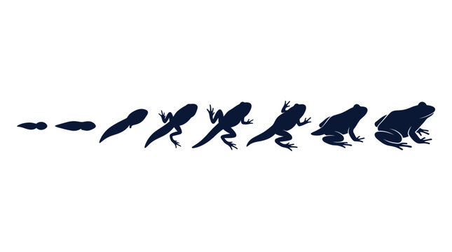 Frog Life Cycle Silhouette Infographic