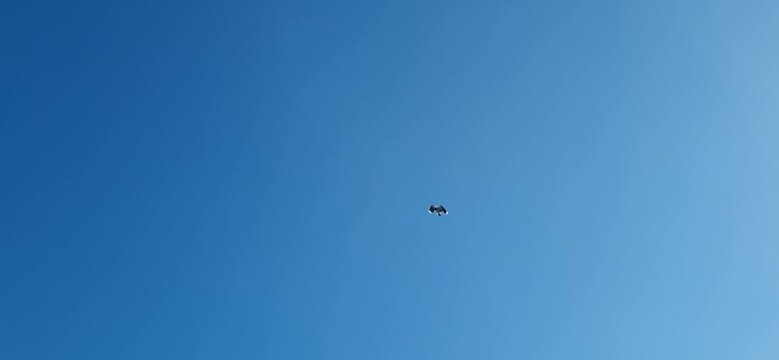 Seabird Flying Overhead and Calling in the Sky