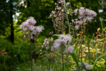 Obraz premium Close-up of Thalictrum flowers with fluffy white stamens and purple buds, set against a dark, leafy forest background. Great for woodland gardens and atmospheric botanical photography.