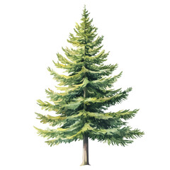 Obraz premium Douglas Fir Tree, vector watercolor, painting isolated on a white background.