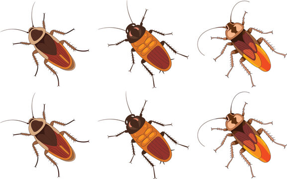 Cockroach vector illustration set featuring six different detailed pest insects isolated on a plain white background