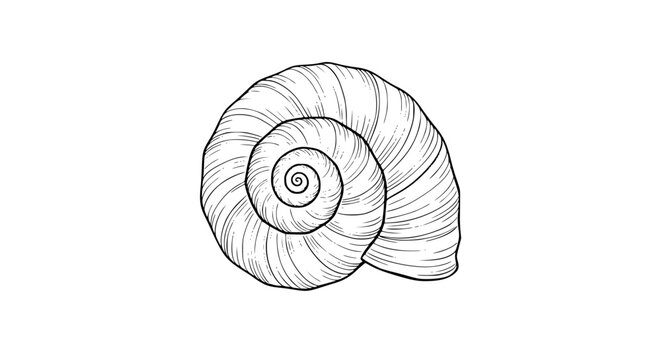 seashell illustration, spiral shell, conch shell, nautical shell, black and white seashell, ocean shell drawing, beach theme, detailed line art, marine life, hand drawn outline engraving vector illust
