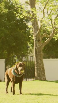 Vertical video: Dog returning after fetching ball, walking toward camera in sunny yard for pet ads