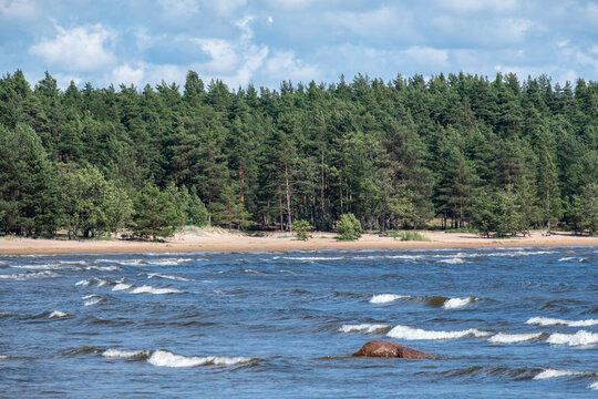 Zheltaya Bay, Gulf of Finland. Waves on Rocky Shore with Pine Forest