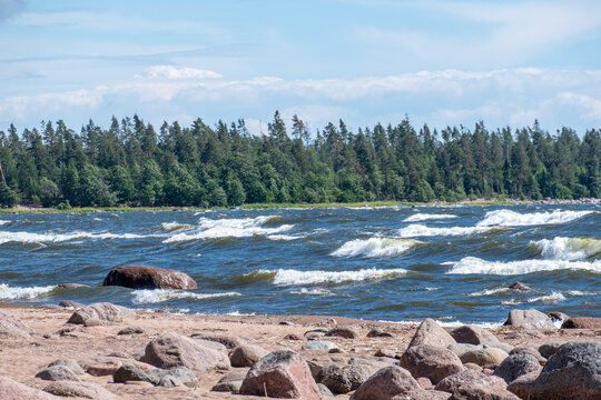 Boulders at Zheltaya Bay Shore, Gulf of Finland. Waves and Pines in Summer
