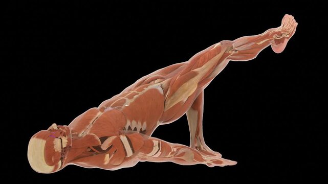 Myology Framework Diagram Glute Bridge Rehabilitation Three Quarter Perspective Angle Alpha Transparency Matte