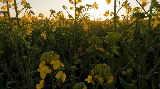 sunset over the field. yellow rapeseed field. blooming rapeseed field against sunset. Ukraine landscape 4K
