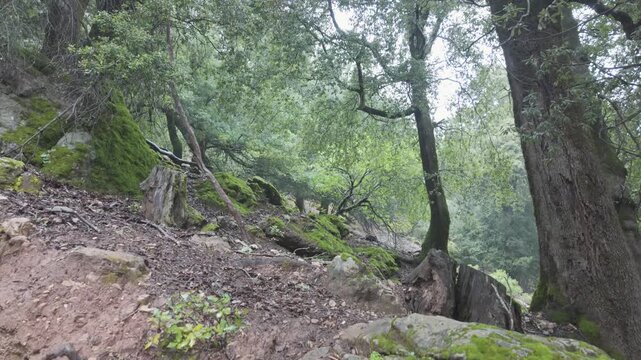 Moss covered rocky slope and forest vegetation along Gorropu Canyon hiking route