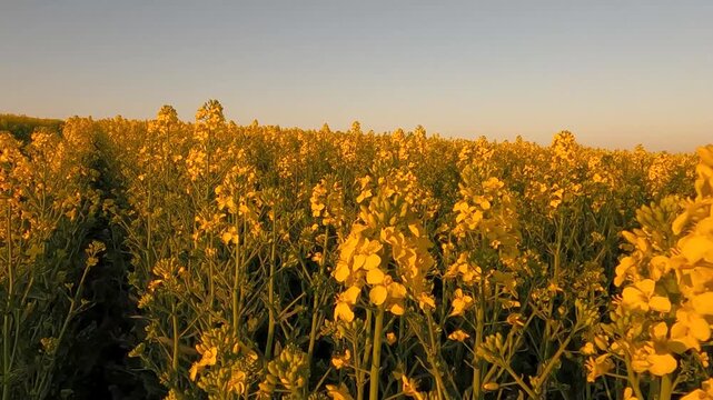 sunset over the field. yellow rapeseed field. blooming rapeseed field against sunset. Ukraine landscape 4K