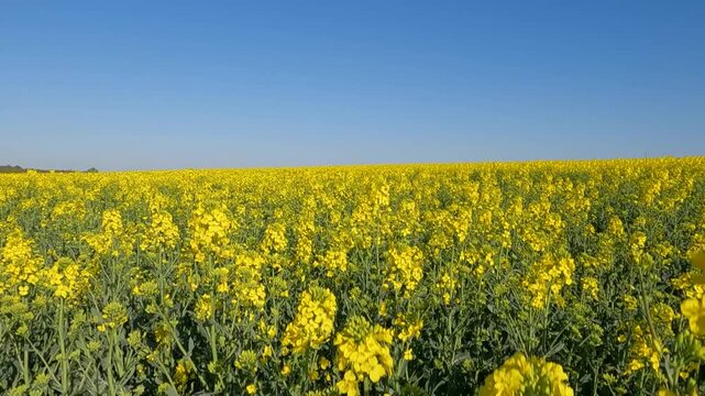 yellow rapeseed field. blooming rapeseed field at sunrise. Ukraine landscape 4K