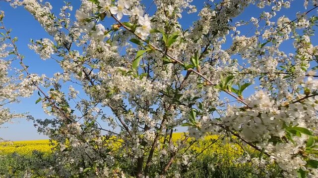 blooming cherry tree in spring. Cherry blossoms against the background of blue sky and yellow field. Landscape of Ukraine 4K