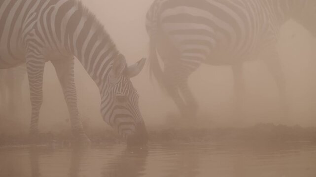 Zebra Herd Drinking Water at Watering Hole, African Wildlife Safari Animals in Africa in the wild in natural habitat at a Waterhole, Low Angle Close Up Shot in Dusty Dry Season Dust