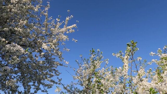 blue sky and white flowers. blooming cherry tree in spring. Cherry blossoms against the background of blue sky and yellow field. Landscape of Ukraine 4K