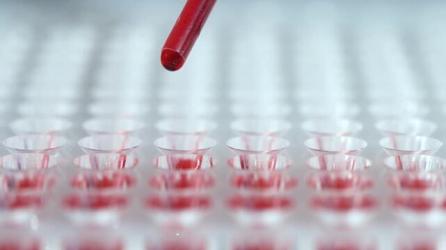 Macro view of a blood sample droplet from a laboratory pipette being transferred into a diagnostic testing plate.