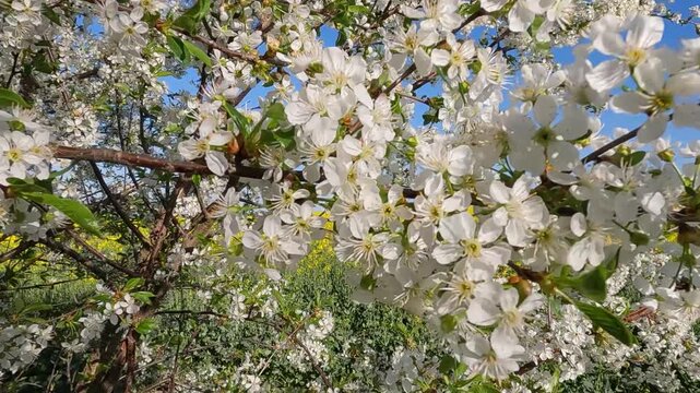 blooming cherry tree. blooming cherry tree in spring. Cherry blossoms against the background of blue sky and yellow field. Landscape of Ukraine 4K