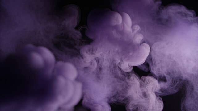 Unfolding after dye, purple plume curling, expanding in tank against black backdrop with rim light