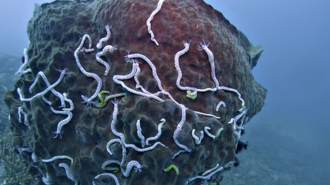 Numerous Synaptula lamperti sea cucumbers spread across a giant barrel sponge, Xestospongia sp., on a coral reef in the Banda Sea.
