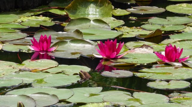 堀切菖蒲園の池に咲く鮮やかなピンク色の睡蓮