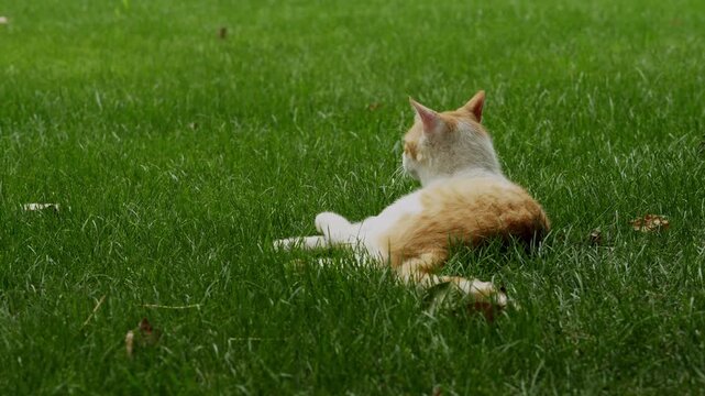 Content ginger and white cat lounging in lush green grass at Shanghai Yanzhong Square Park (4K25p)