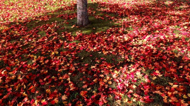 錦大沼公園のモミジの落ち葉