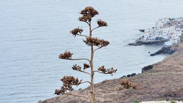 Desert Agave Silhouette Over Oceanfront Village in Tenerife Canary Islands