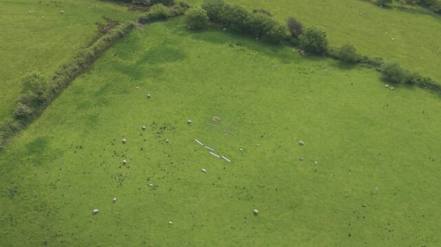 Rotating Aerial of Small Sheep Grazing in Green Field.