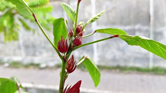 Red roselle fruits growing on a branch with green leaves background