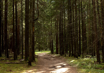Fototapeta premium Forest trail winds through tall conifers in soft sunlight. Woodland path leads into a quiet green interior. Nature travel background for hiking and walking..