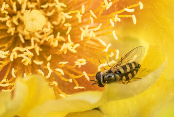Schwebfliege in einer Kaktusblüte © Karl