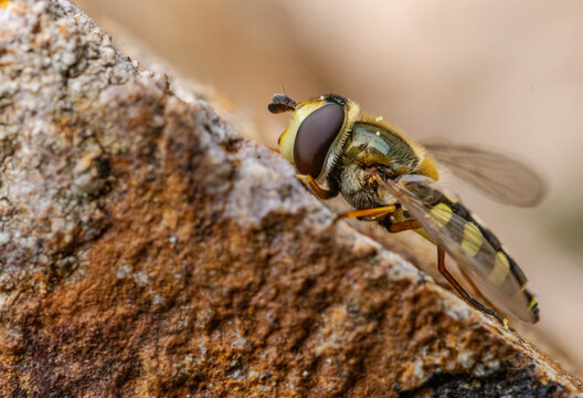 Schwebfliege